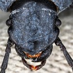 Beau visage du scarabée. ראש של חיפושית זבל